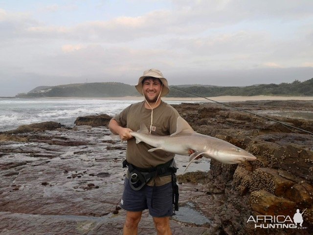 Smooth Hound Shark  Fishing South Africa