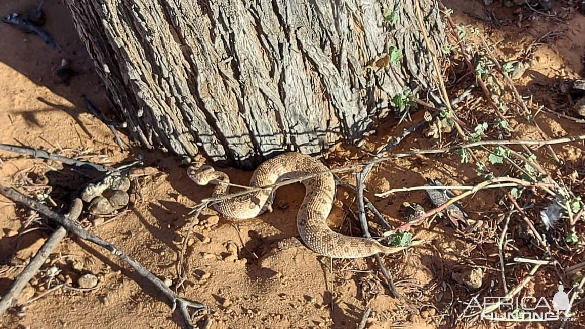 Snake South Africa