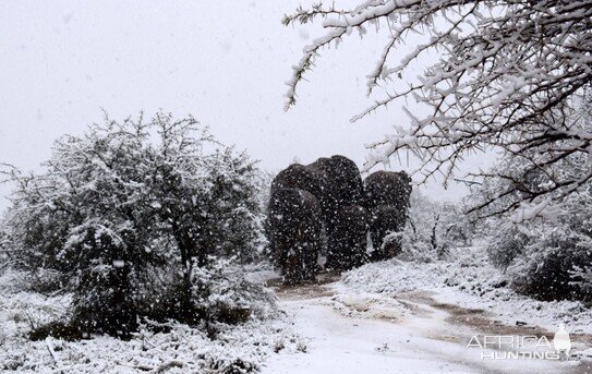 Snow Eastern Cape South Africa