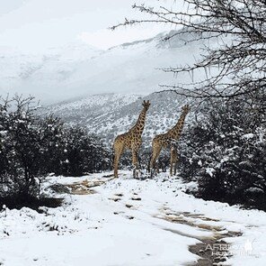 Snow Eastern Cape South Africa