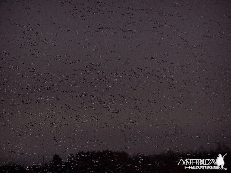 Snow geese