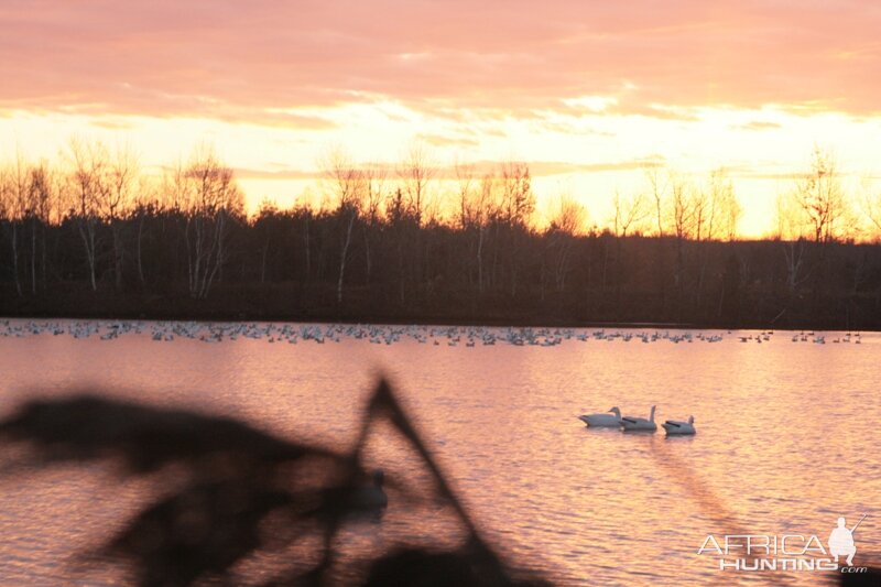 Snow geese