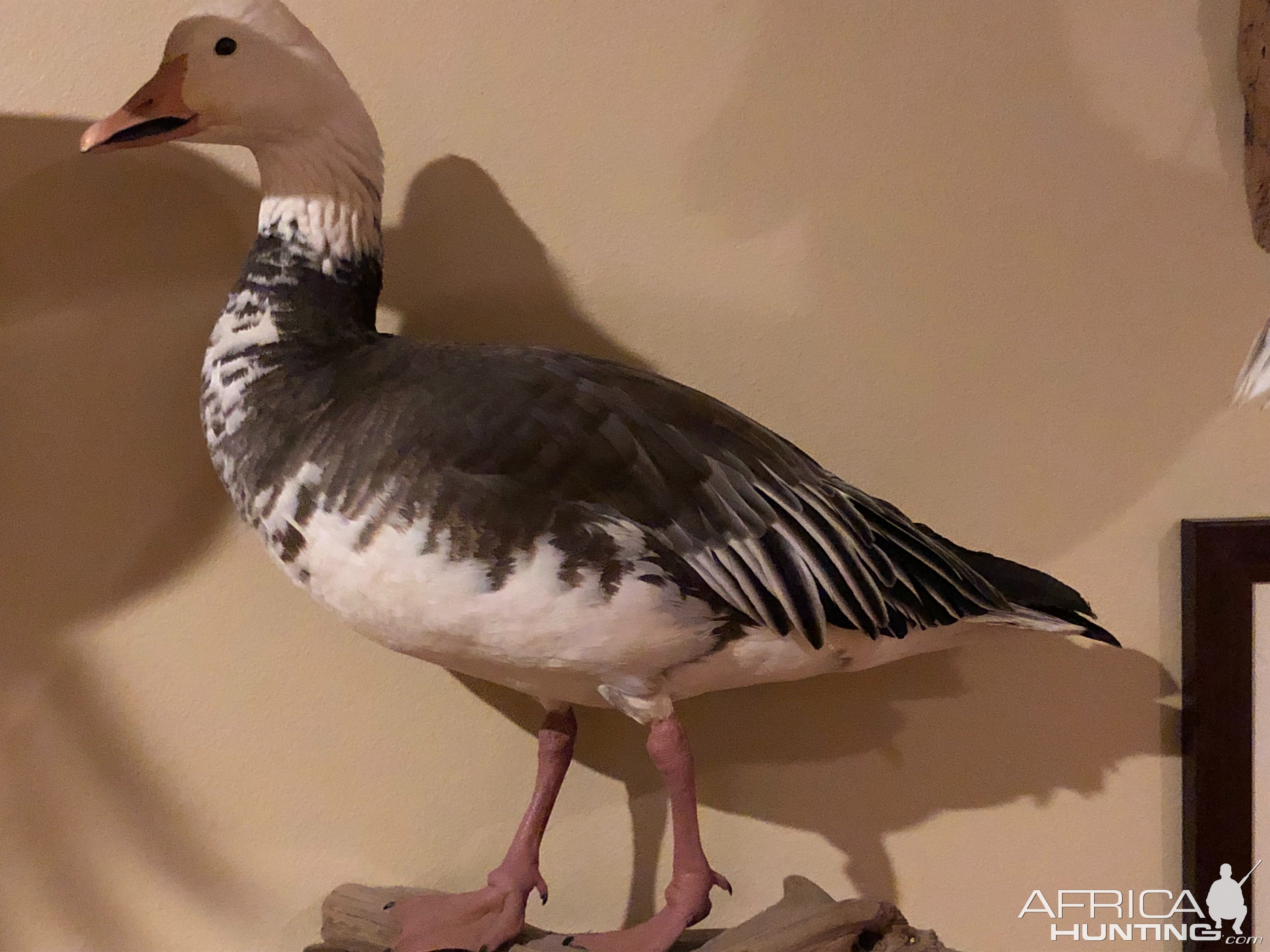 Snow Goose Full Mount Taxidermy