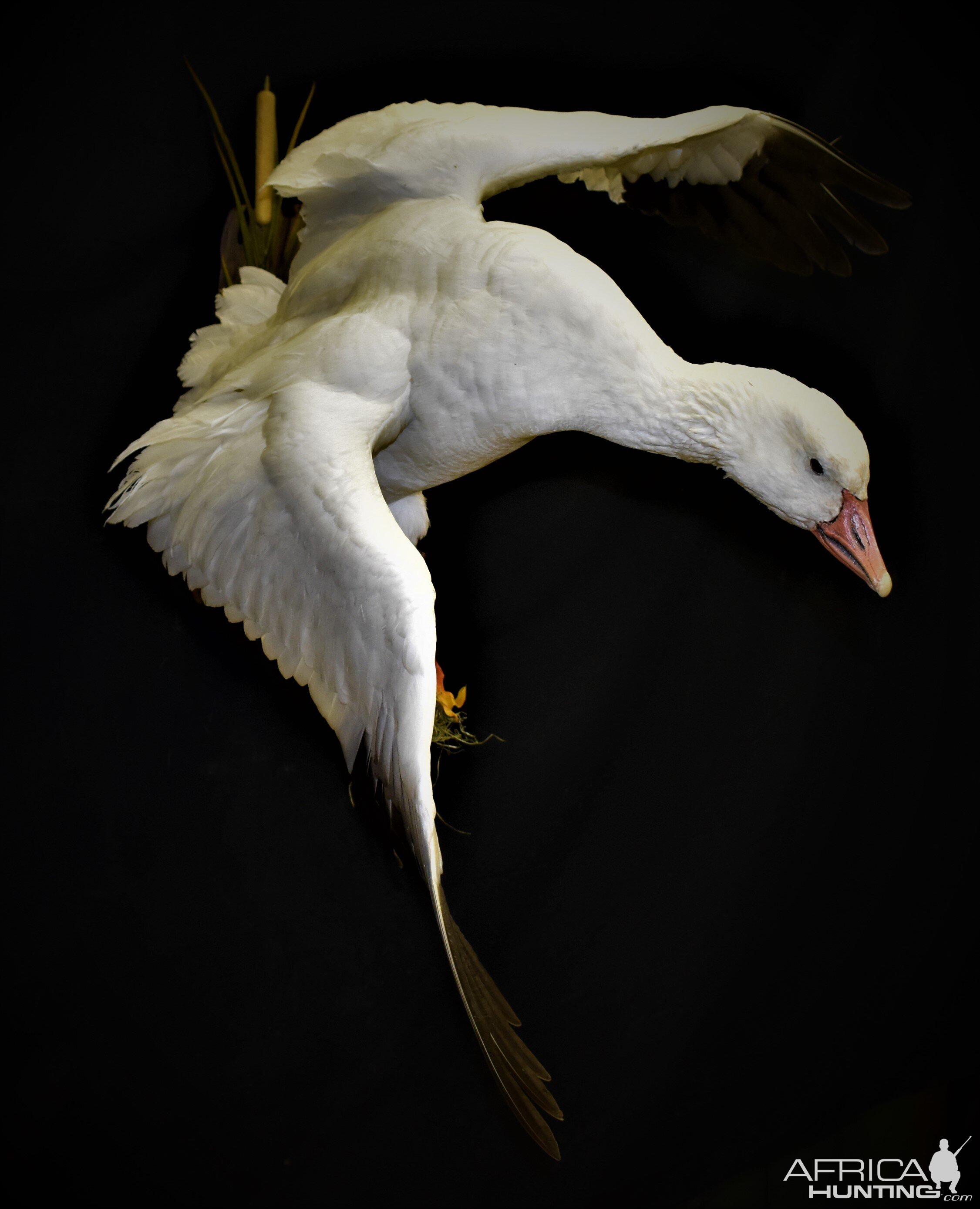 Snow Goose Full Mount Taxidermy