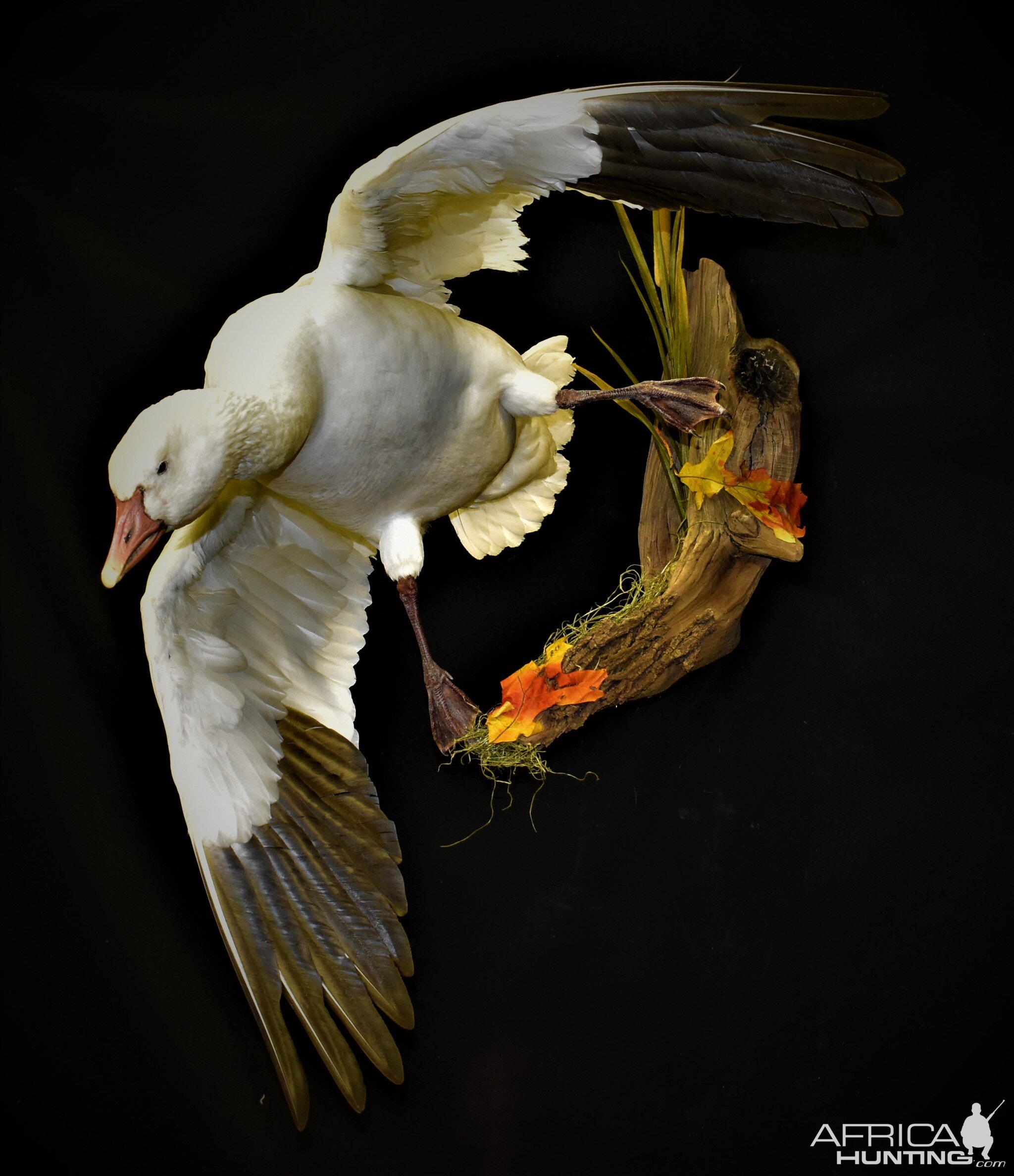 Snow Goose Full Mount Taxidermy