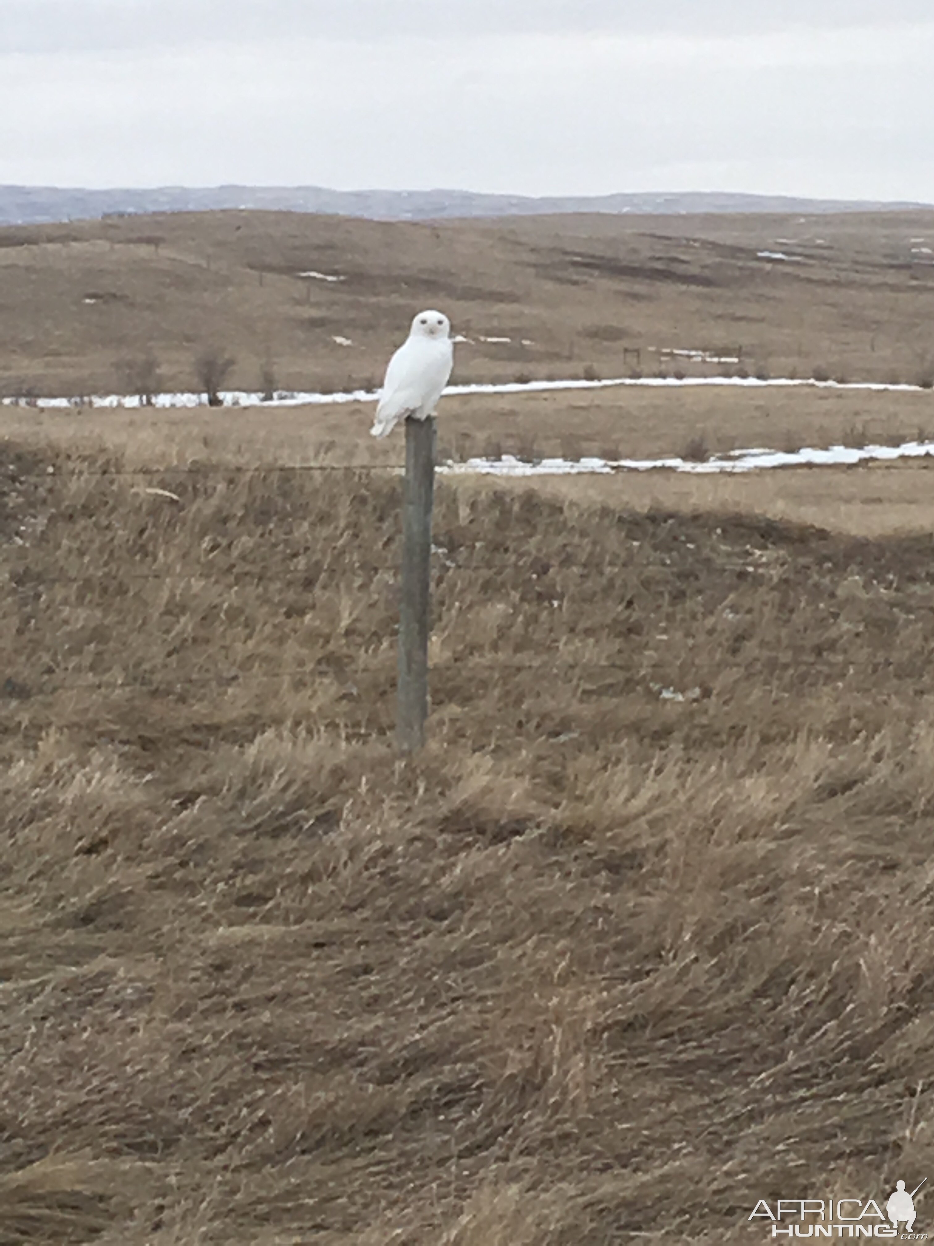 Snowy Owl in Canada