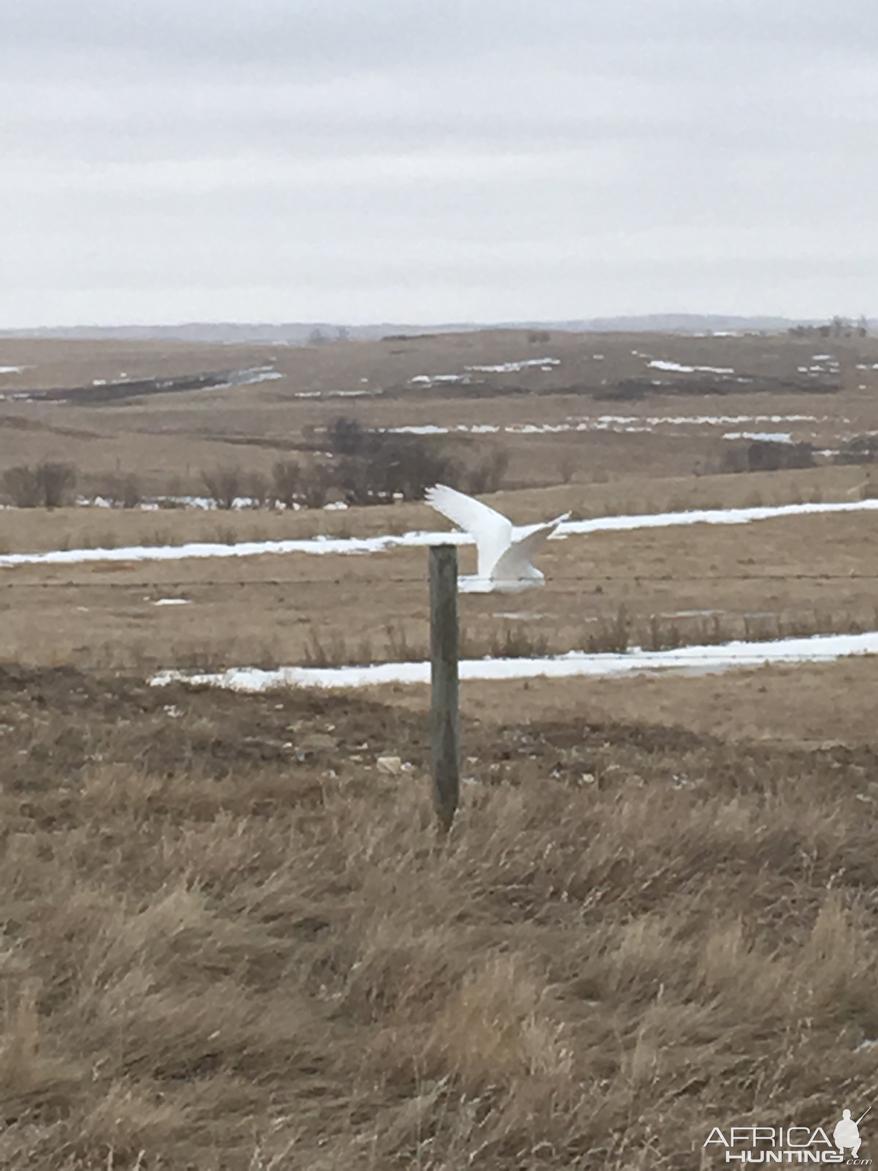 Snowy Owl in Canada