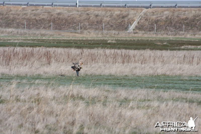 Some action shots of my Falcons hunting