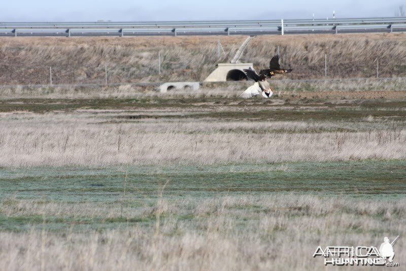 Some action shots of my Falcons hunting