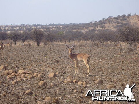 Some good impala rams in the valley