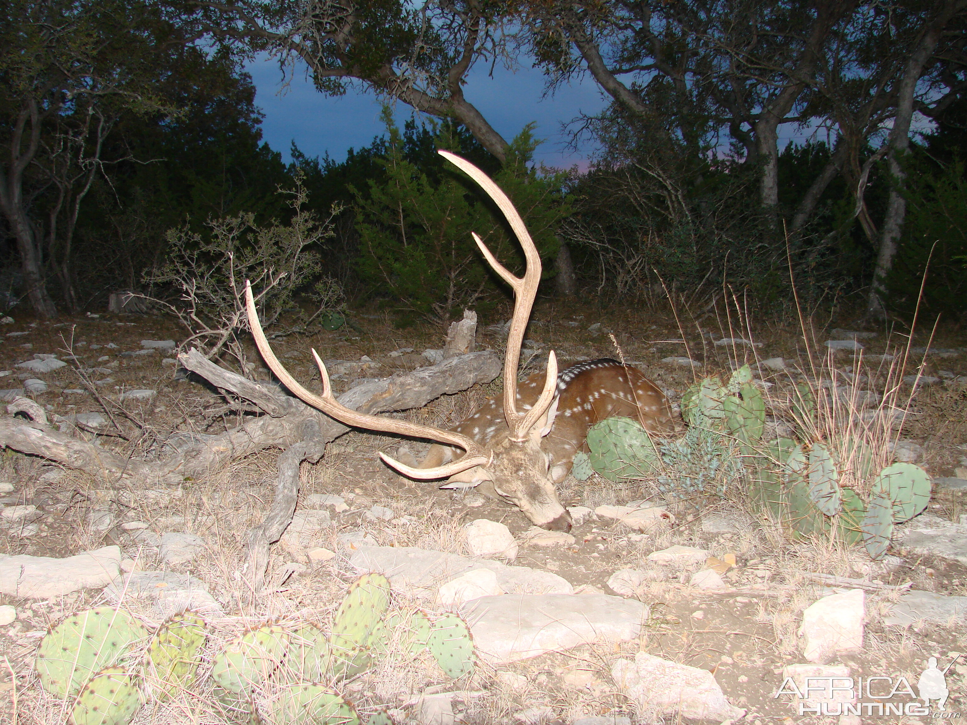 Sonora, TX My Axis buck 2010