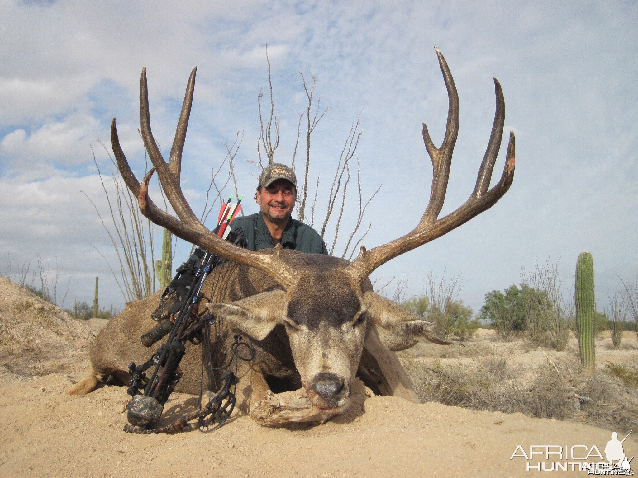 Sonoran Desert Mule deer