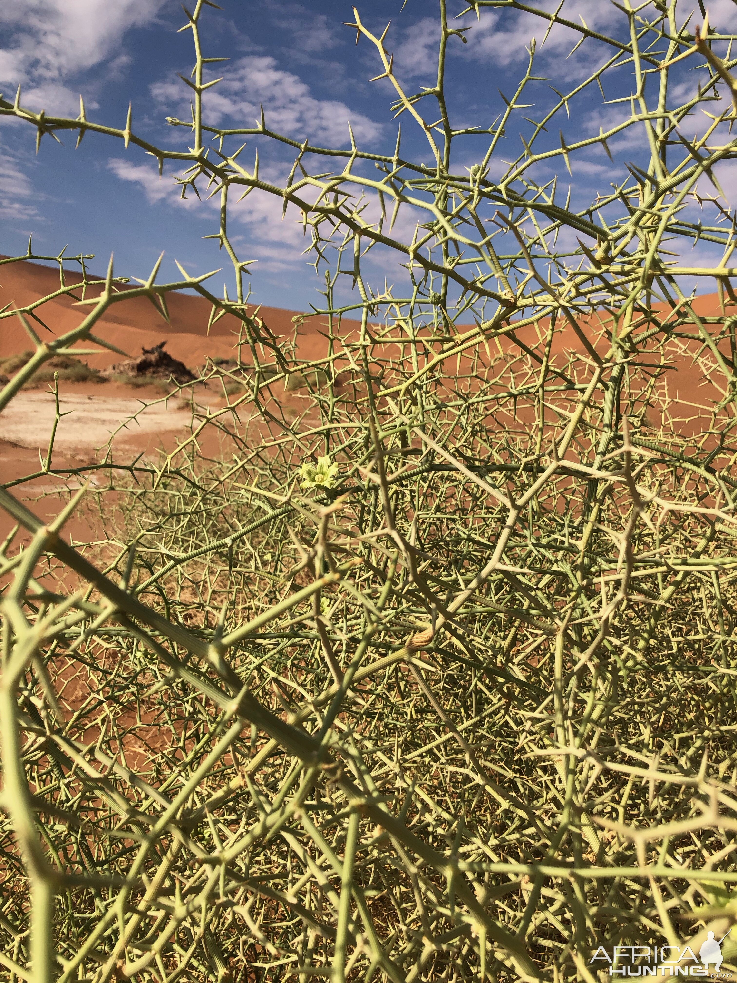 Sossusvlei Day Trip