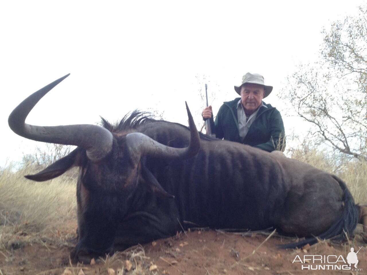 South Africa 30" Inch Blue Wildebeest Hunting