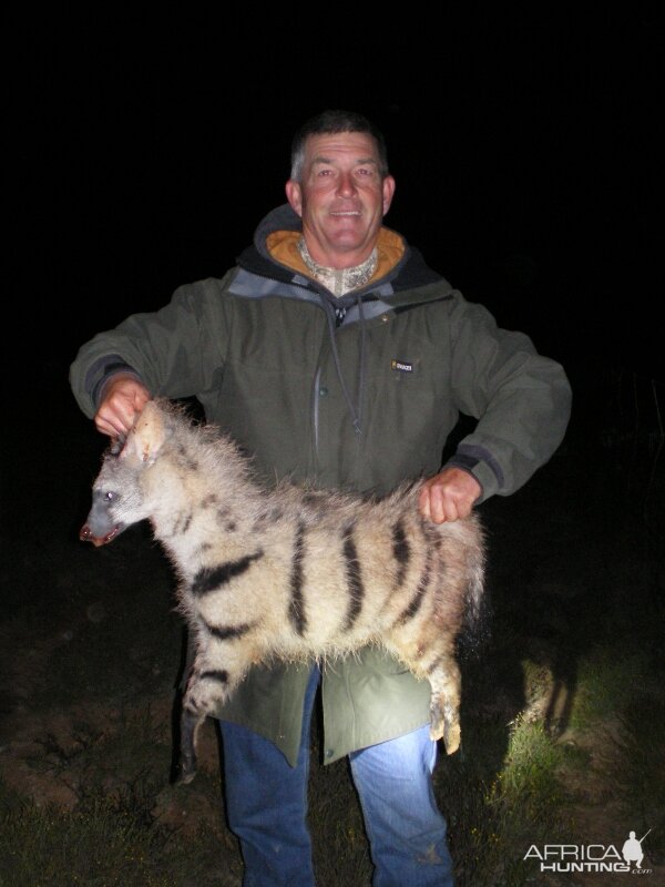 South Africa Aardwolf Hunting