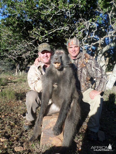 South Africa Baboon Hunt