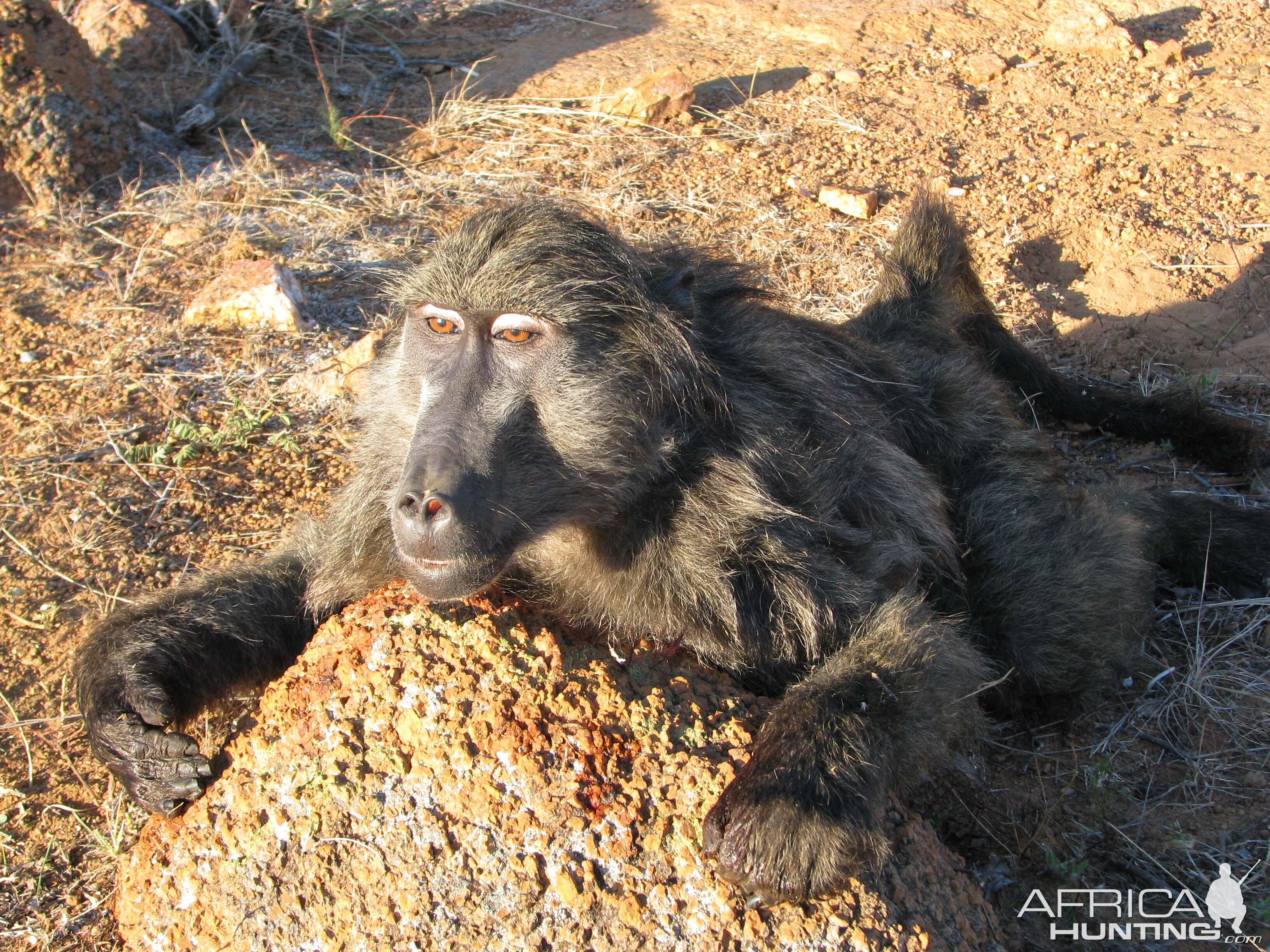 South Africa Baboon Hunt