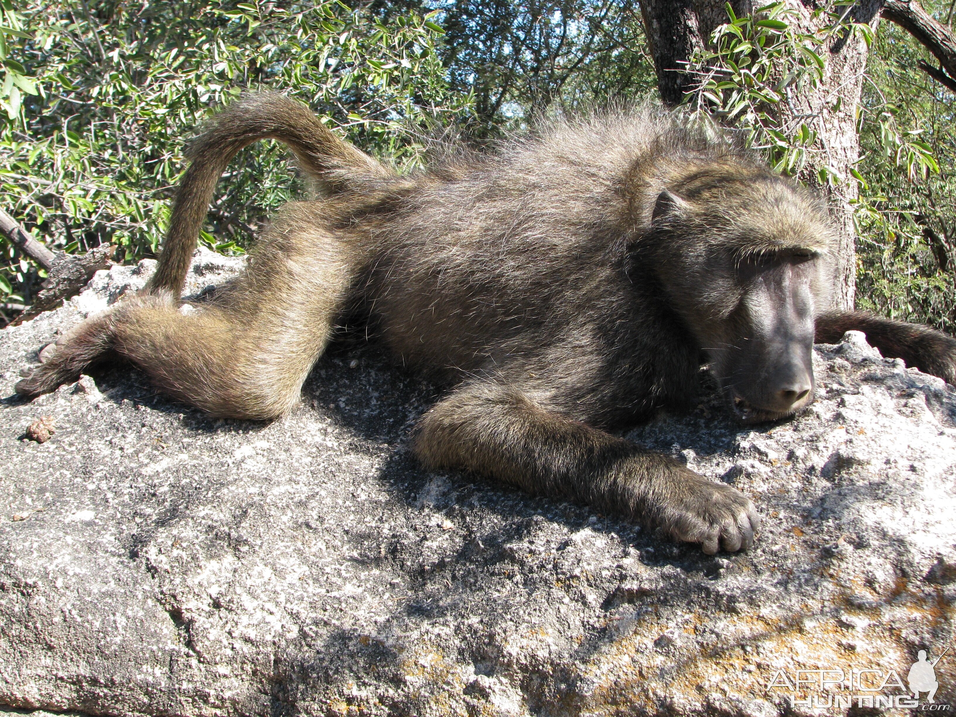 South Africa Baboon Hunt