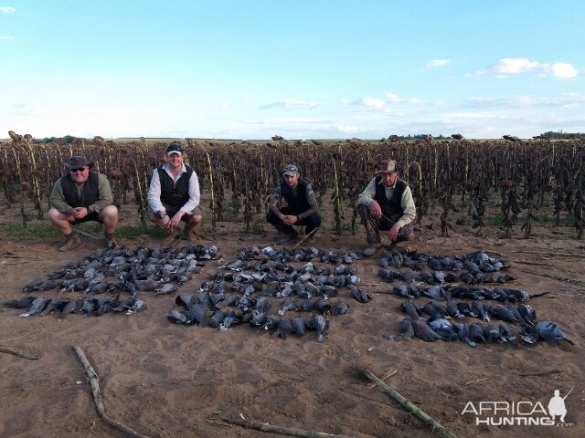 South Africa Bird Hunting Pigeons