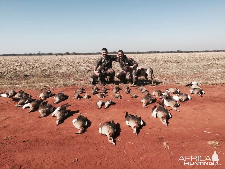 South Africa Bird Hunting