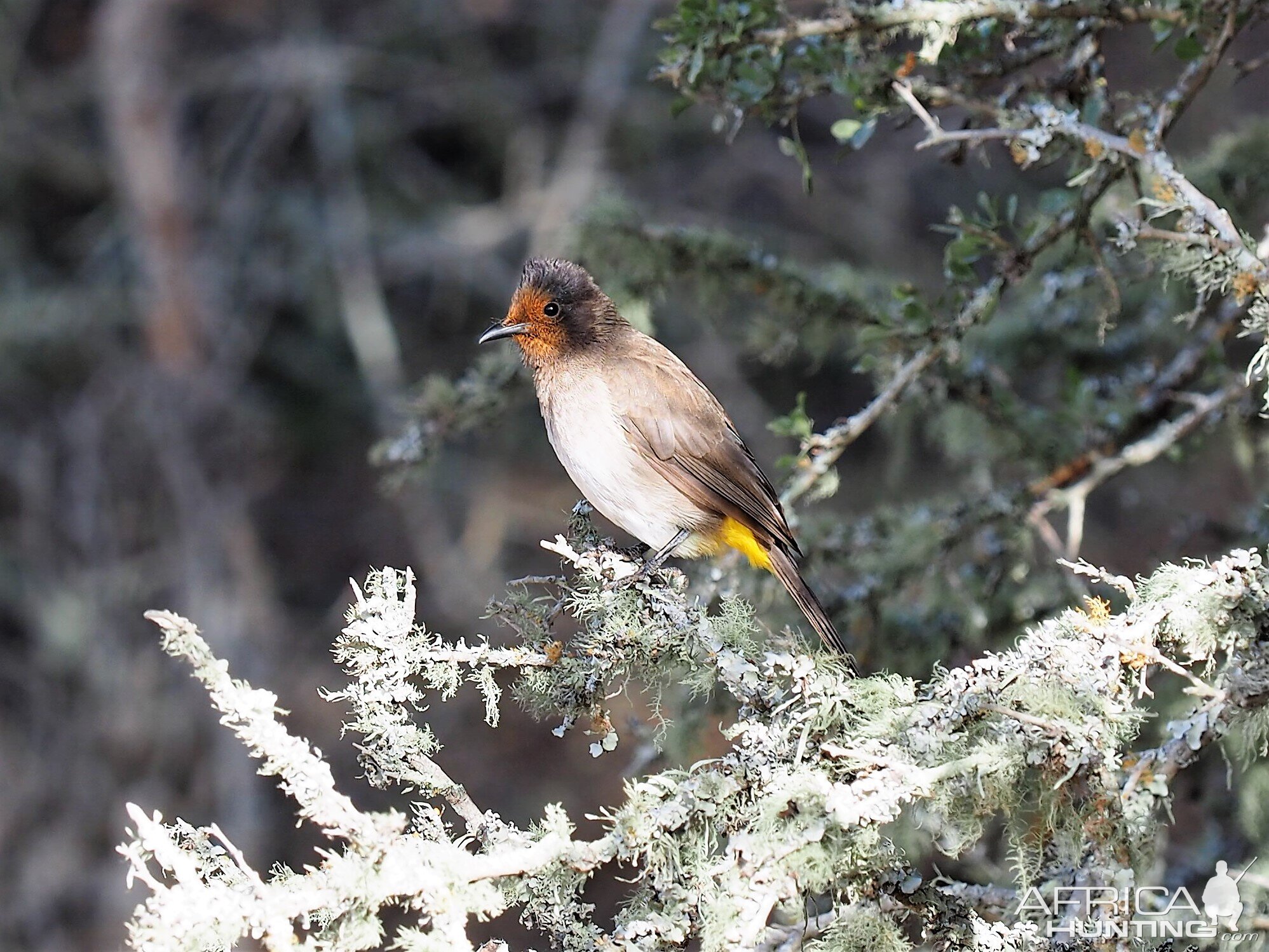 South Africa Birdlife