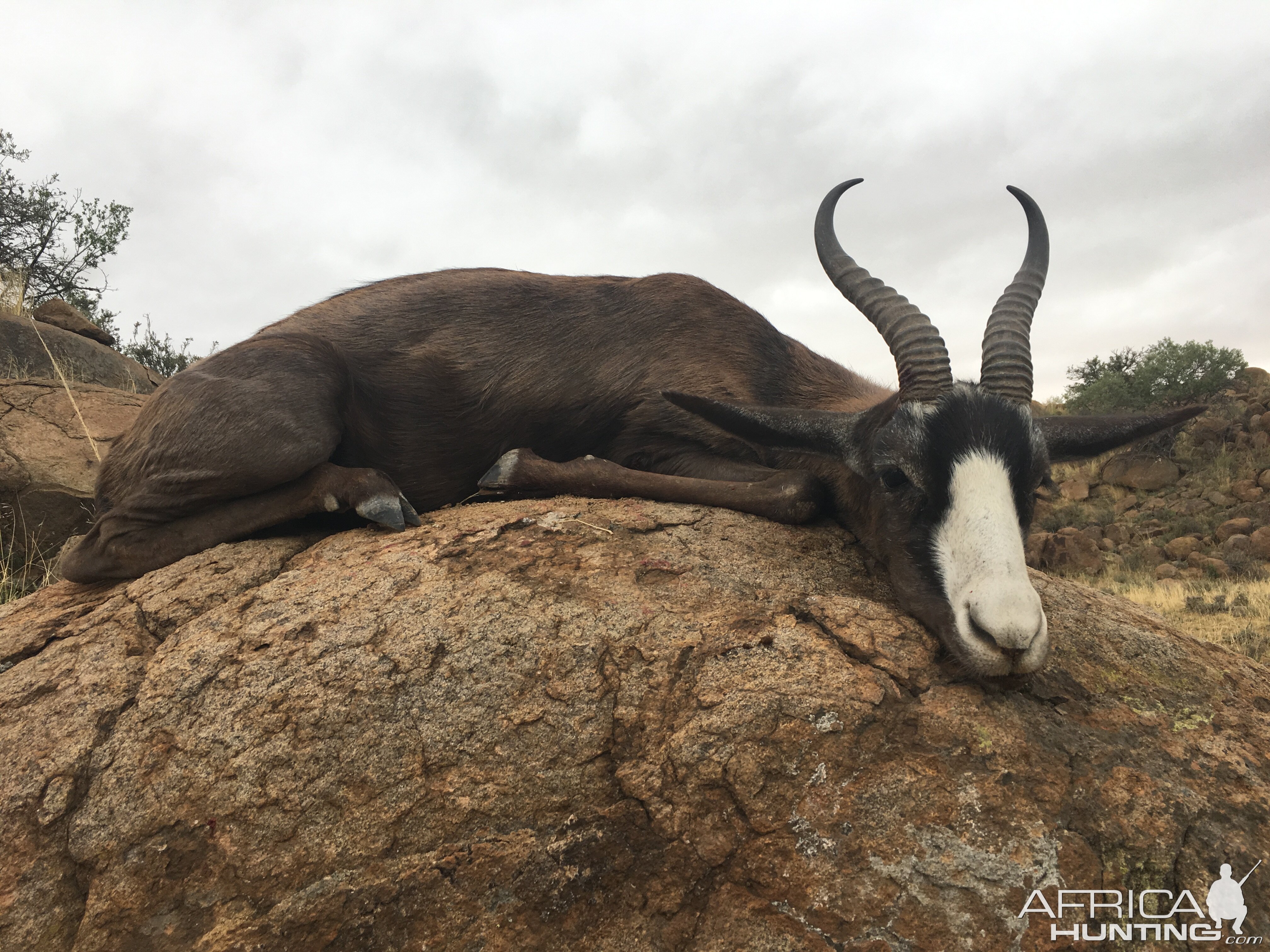 South Africa Black Springbok Hunt