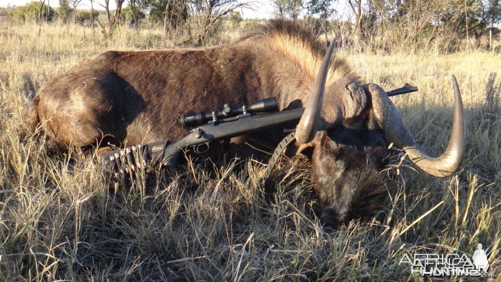 South Africa Black Wildebeest