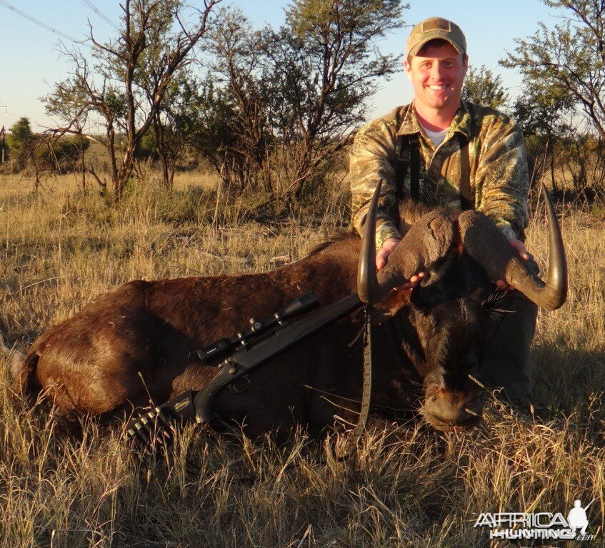 South Africa Black Wildebeest