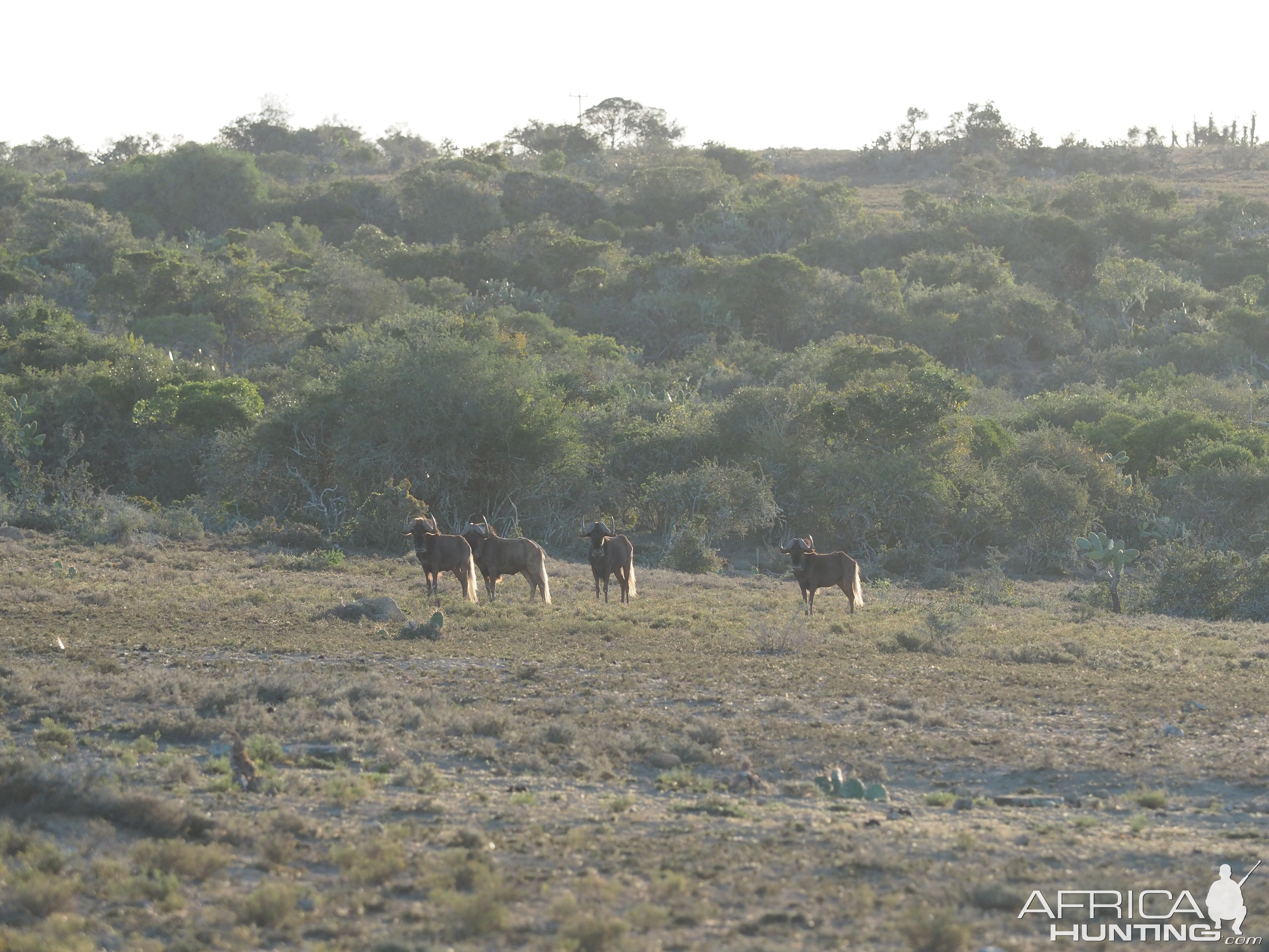 South Africa Black Wildebeest