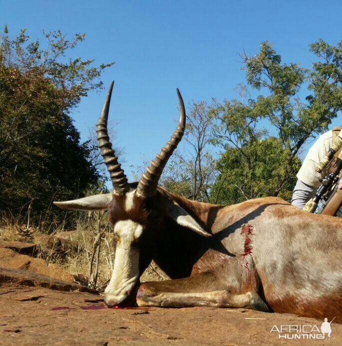 South Africa Blesbok Hunt