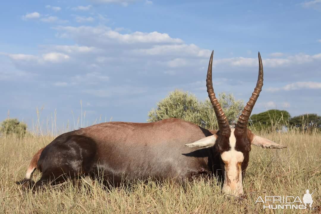 South Africa Blesbok Hunt