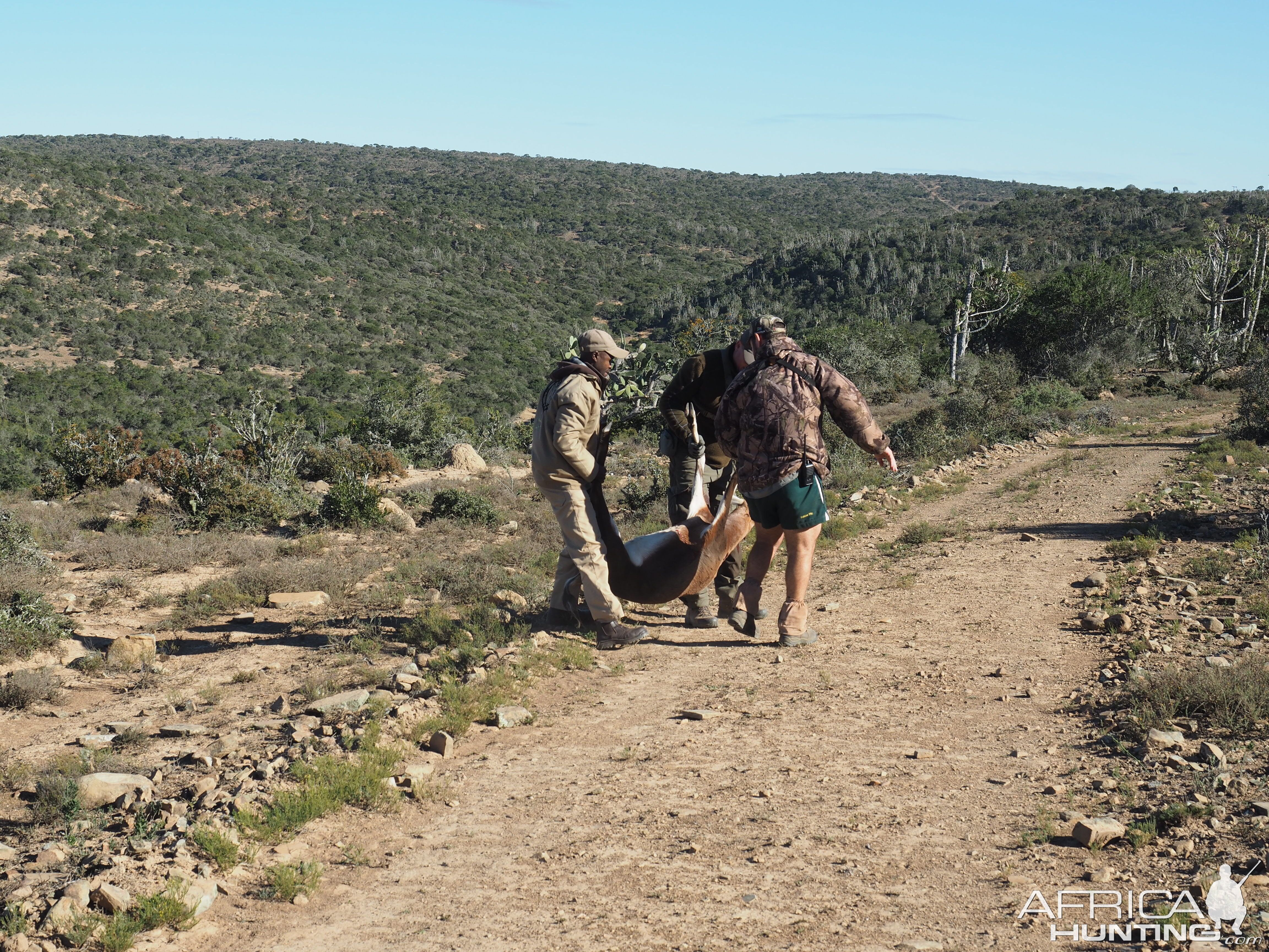 South Africa Blesbok Hunt