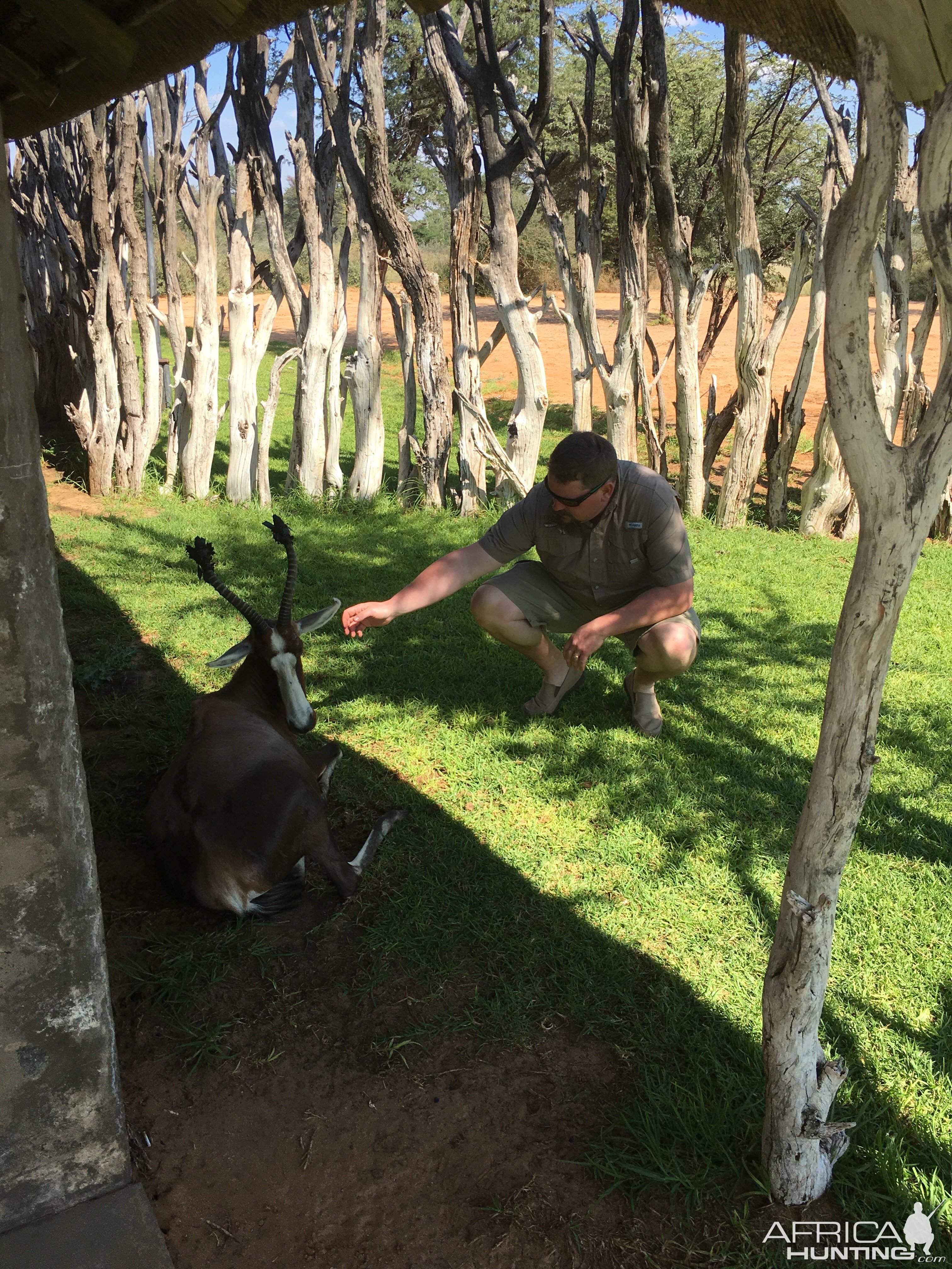 South Africa Blesbok