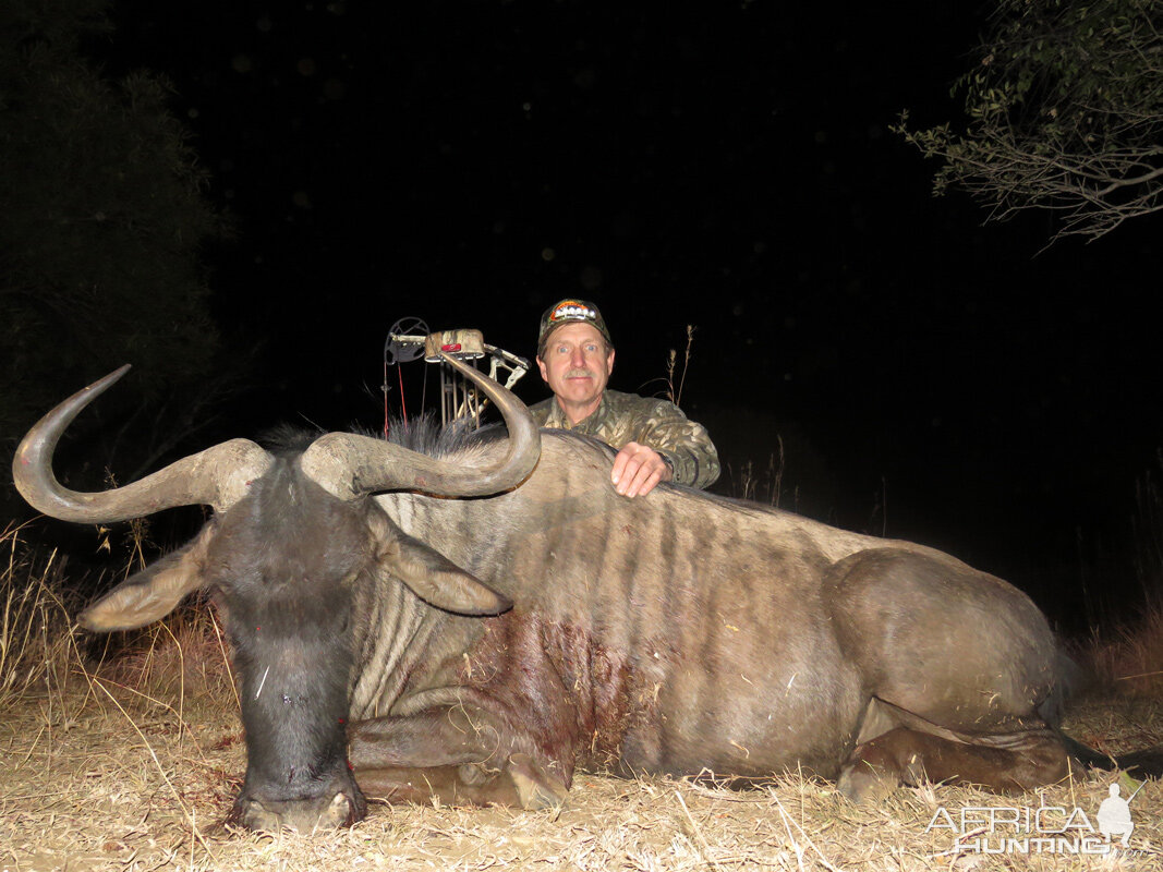 South Africa Blue Wildebeest Bow Hunting