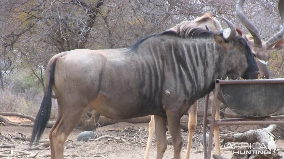 South Africa Blue Wildebeest Bow Hunting