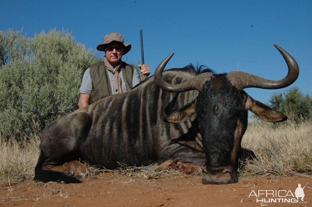 South Africa Blue Wildebeest Hunting