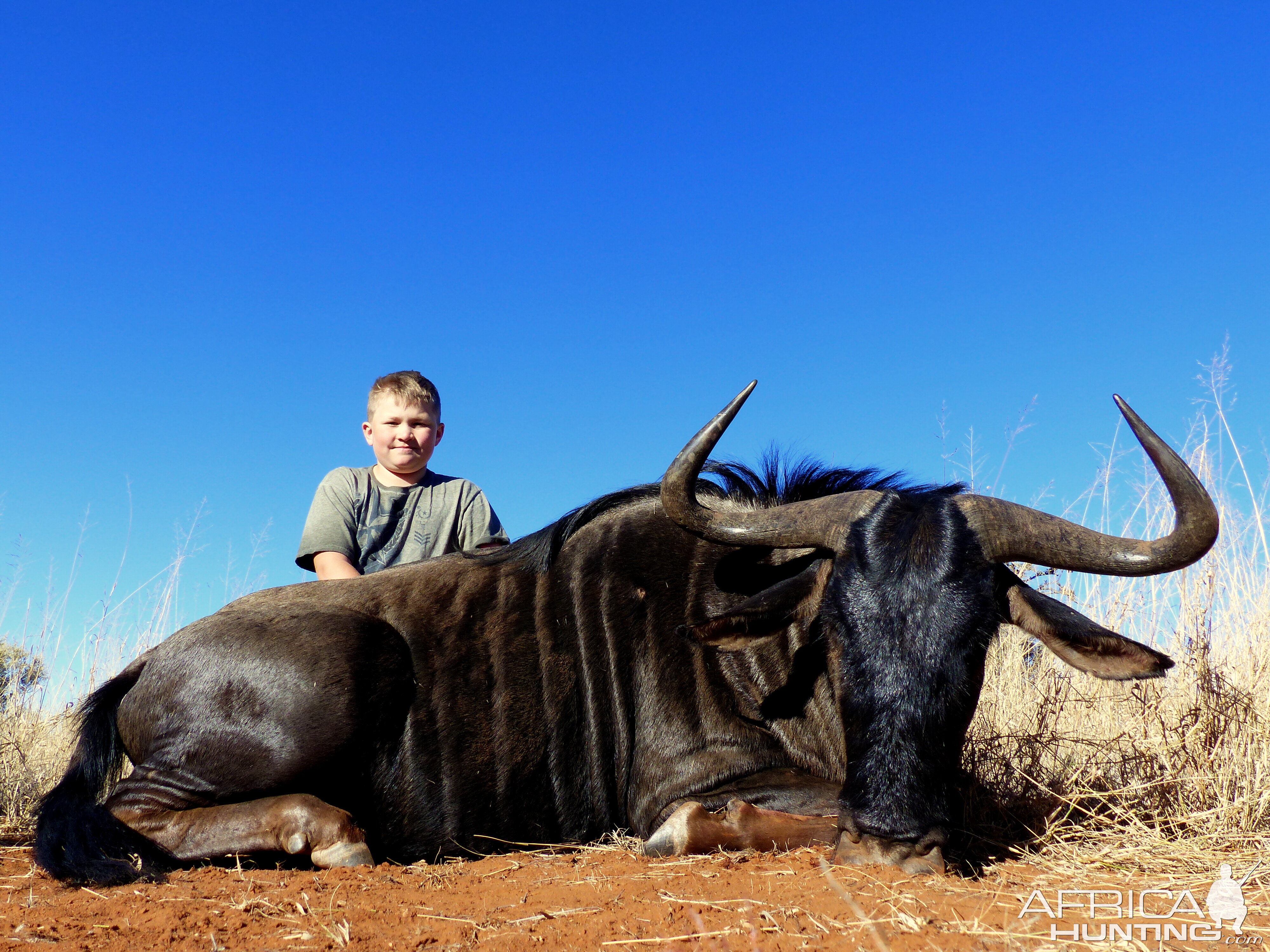 South Africa Blue Wildebeest Hunting