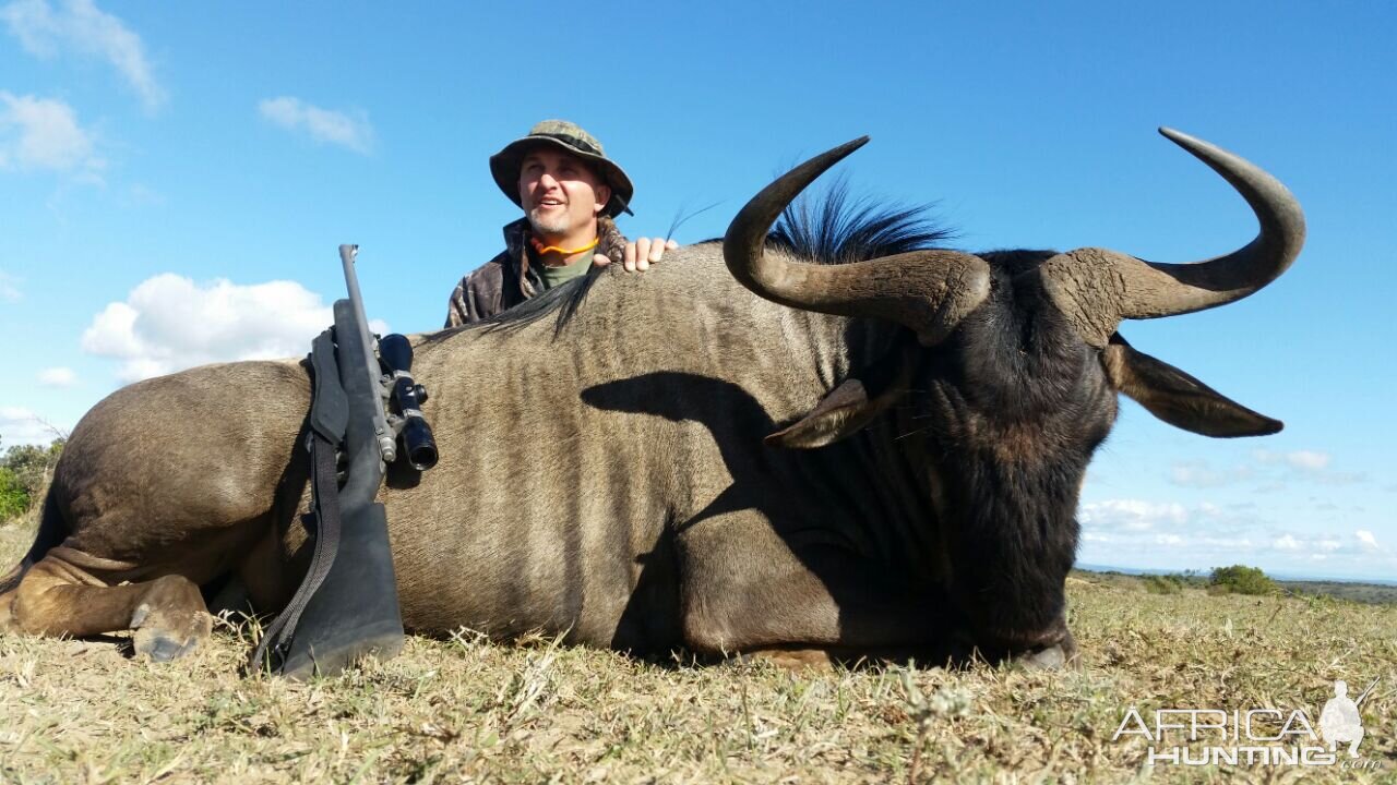 South Africa Blue Wildebeest Hunting