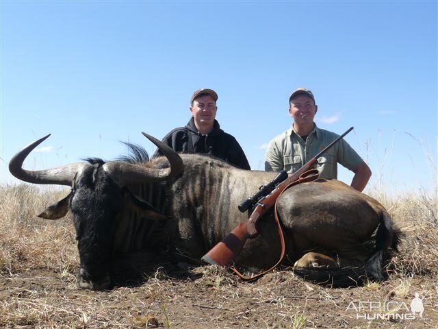 South Africa Blue Wildebeest Hunting