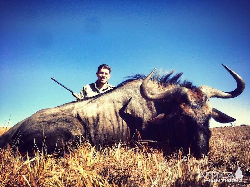 South Africa Blue Wildebeest Hunting