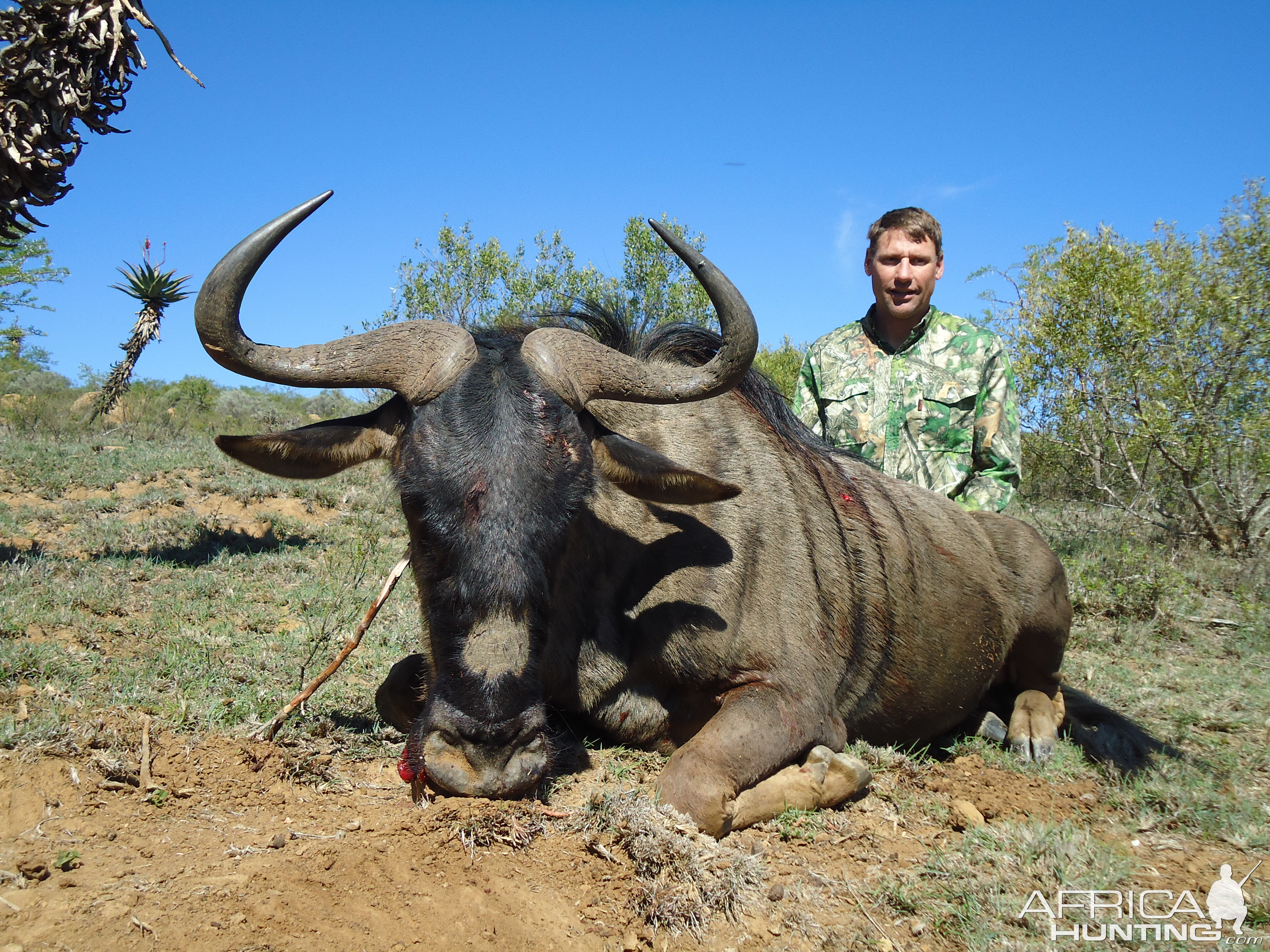 South Africa Blue Wildebeest Hunting