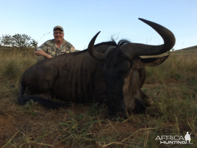 South Africa Blue Wildebeest Hunting