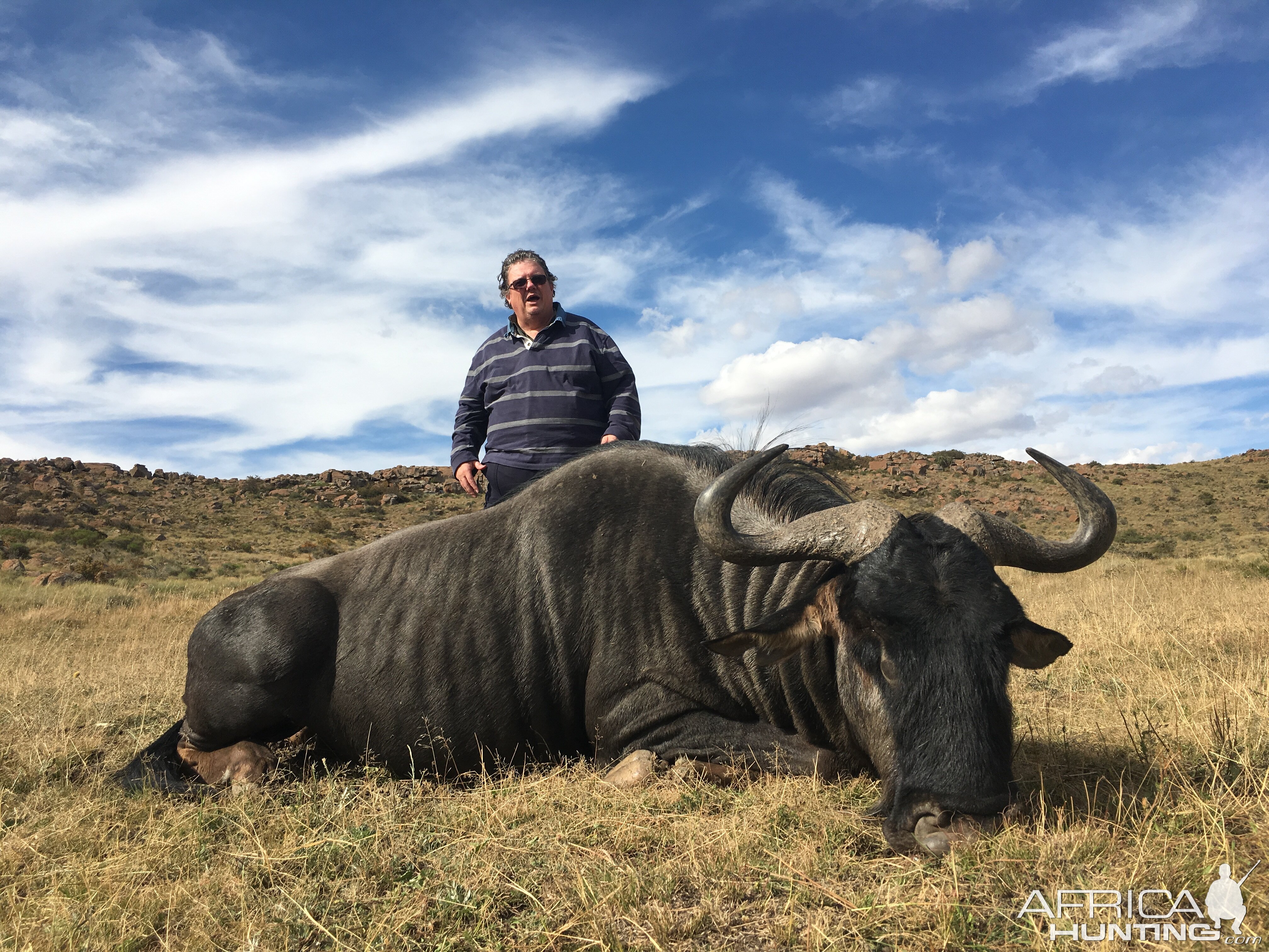 South Africa Blue Wildebeest Hunting