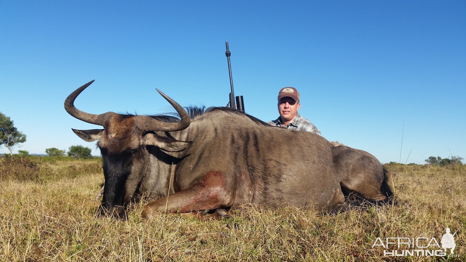 South Africa Blue Wildebeest Hunting