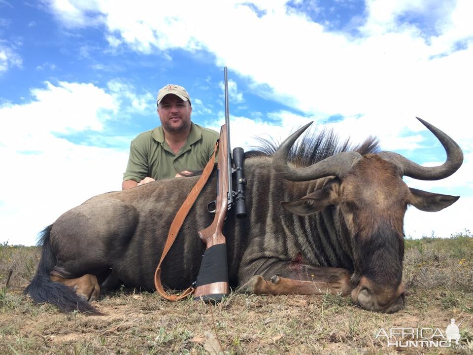 South Africa Blue Wildebeest Hunting