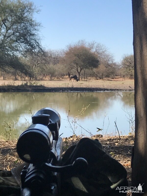 South Africa Blue Wildebeest Hunting