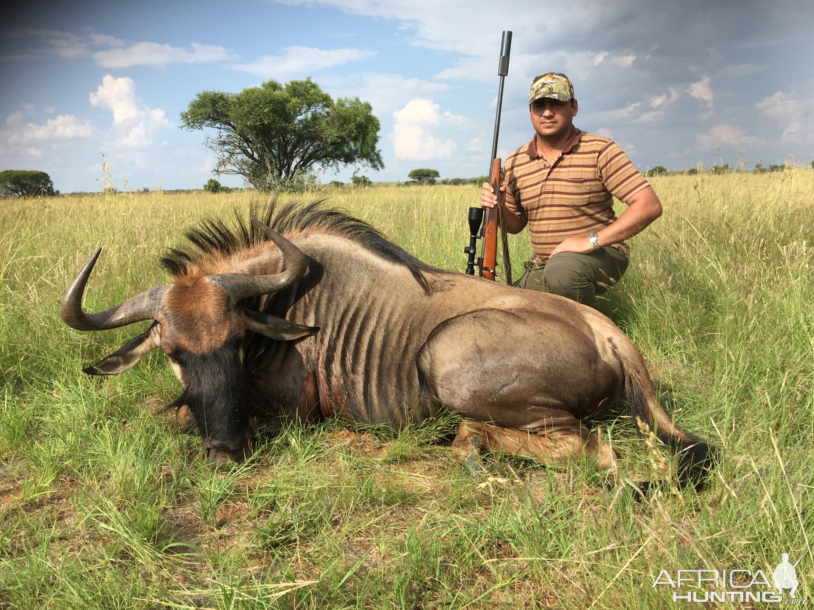 South Africa Blue Wildebeest Hunting