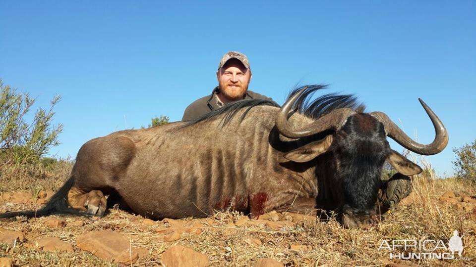 South Africa Blue Wildebeest Hunting