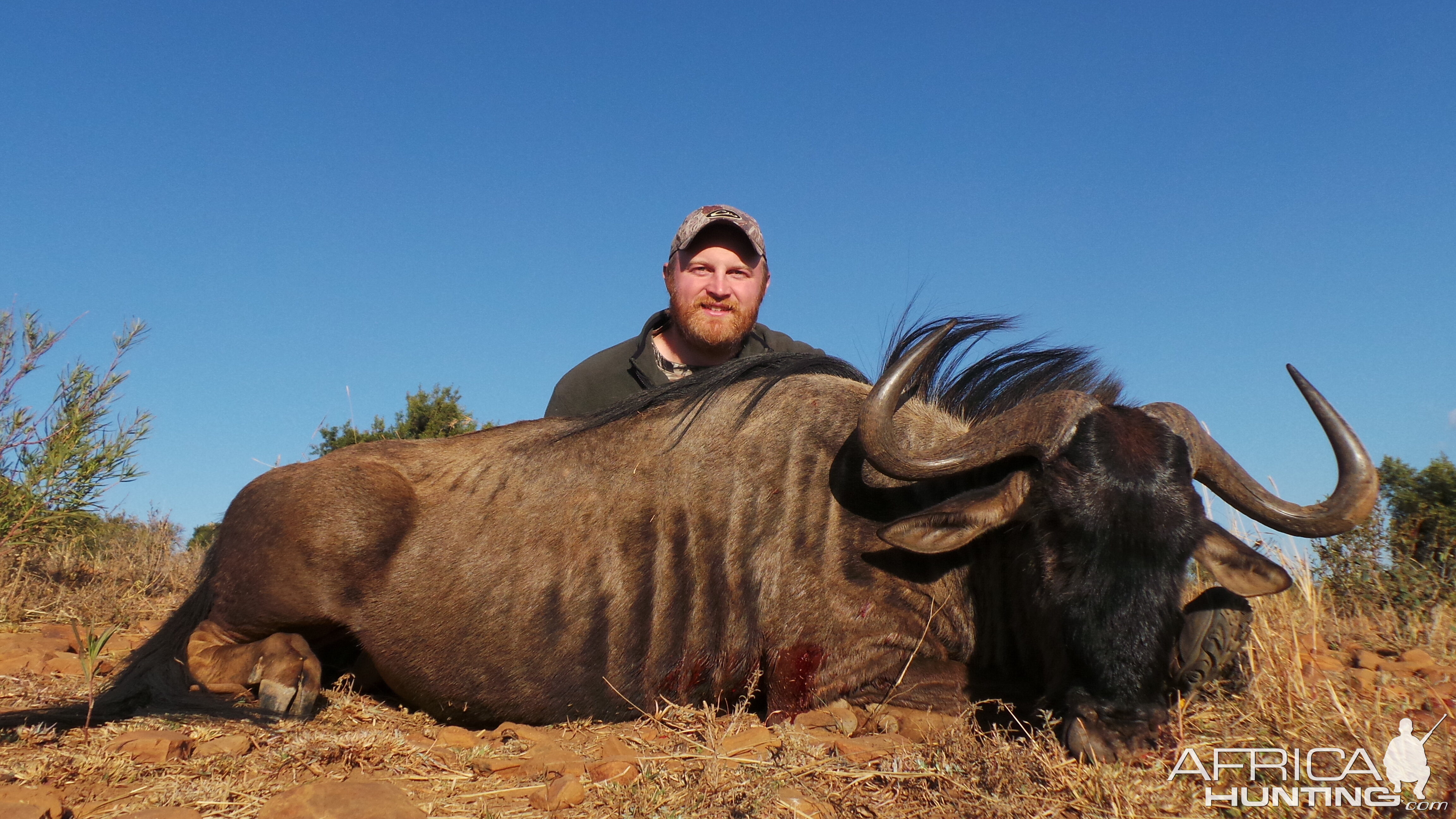 South Africa Blue Wildebeest Hunting