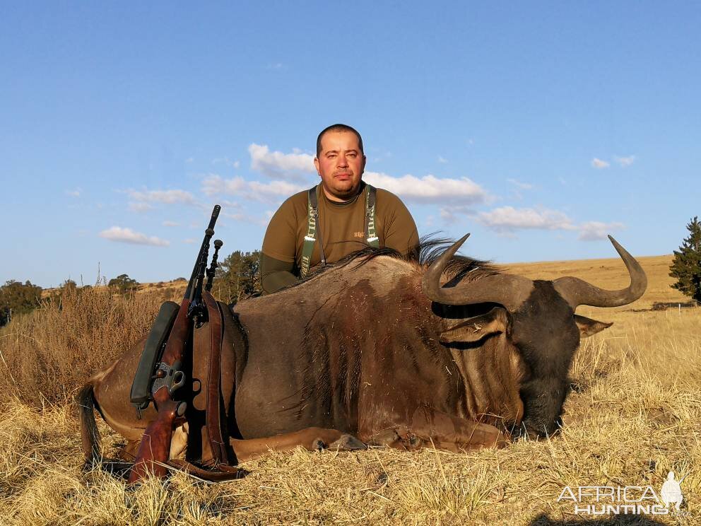 South Africa Blue Wildebeest Hunting